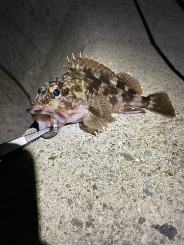 カサゴの釣果