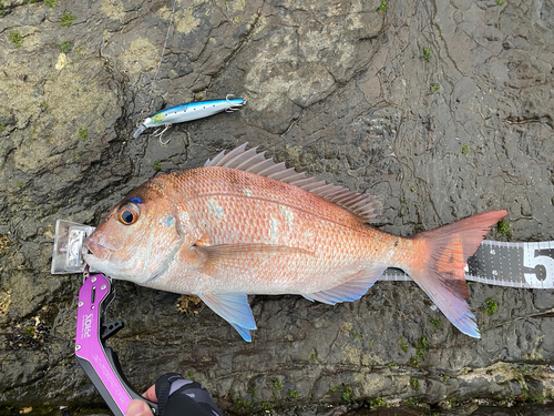 マダイの釣果