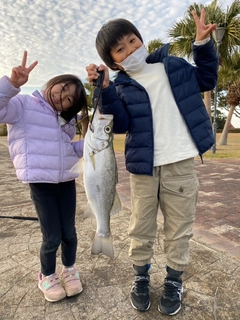 ヒラスズキの釣果