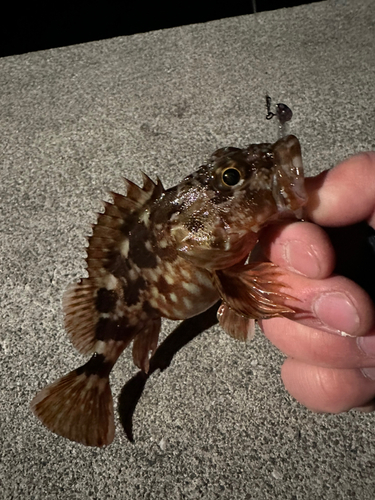 カサゴの釣果