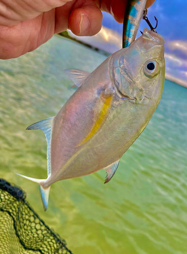 カスミアジの釣果