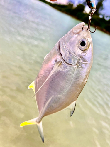 オニヒラアジの釣果