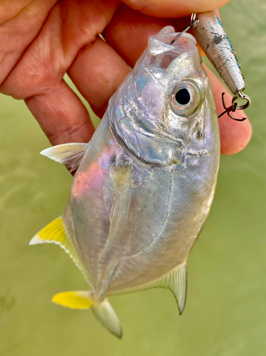 ロウニンアジの釣果