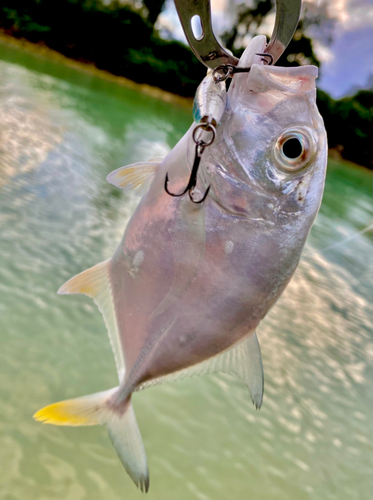 ロウニンアジの釣果