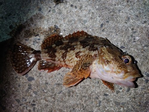 ガシラの釣果