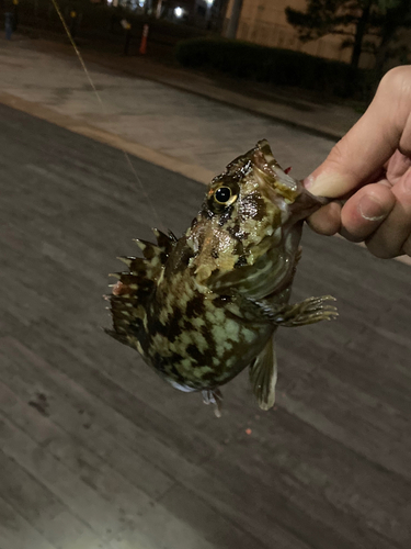 カサゴの釣果