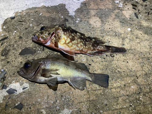 カサゴの釣果