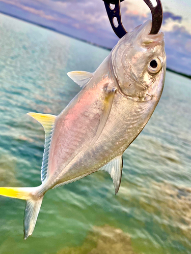 オニヒラアジの釣果