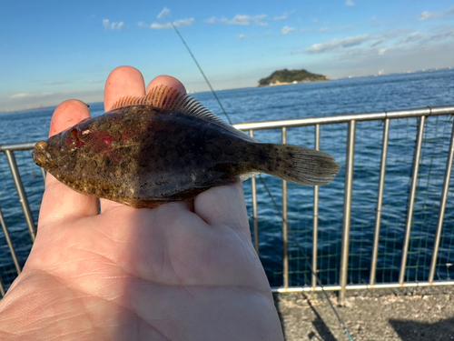 カレイの釣果