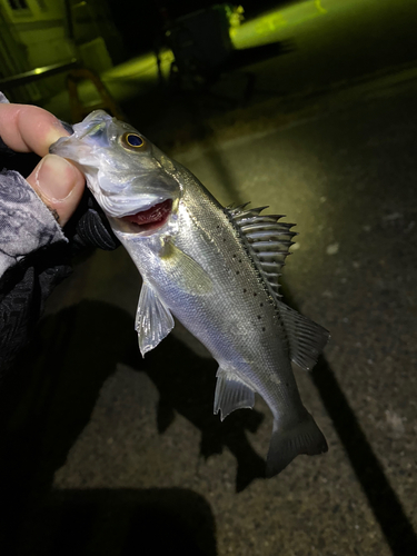 セイゴ（マルスズキ）の釣果