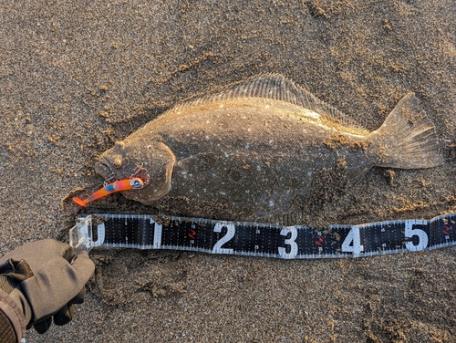 ヒラメの釣果