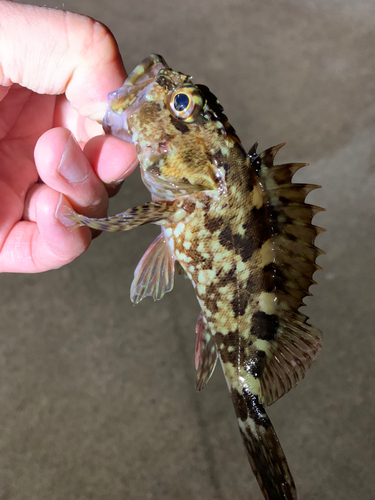 タケノコメバルの釣果