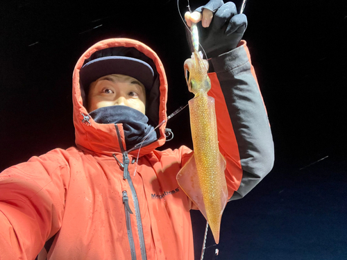 ヤリイカの釣果