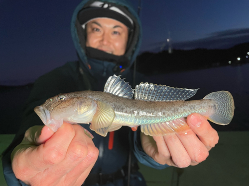 マハゼの釣果