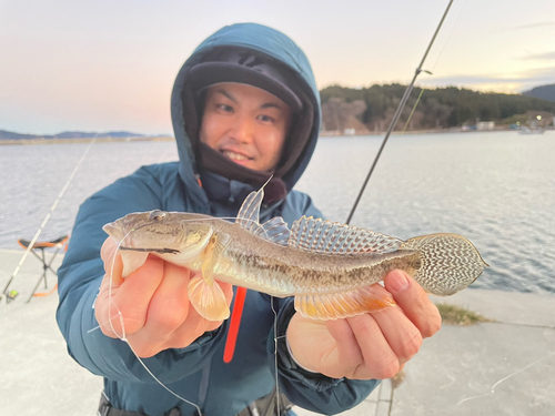 マハゼの釣果