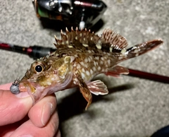 カサゴの釣果