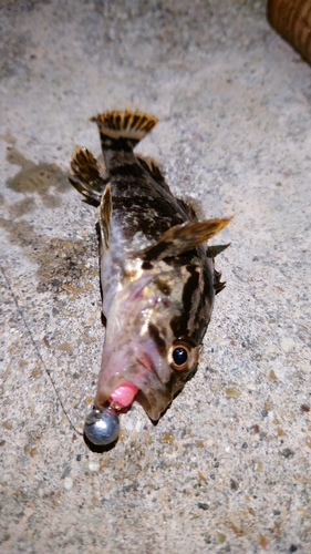 タケノコメバルの釣果