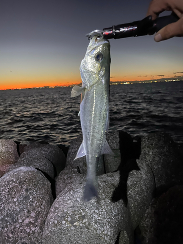 シーバスの釣果