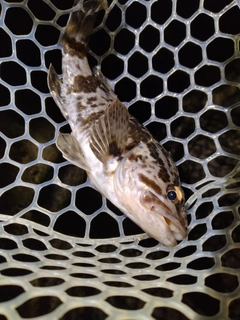 タケノコメバルの釣果