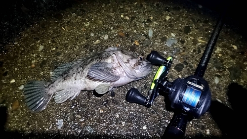 ソイの釣果