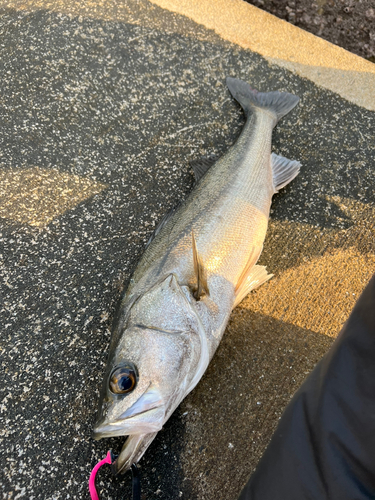 スズキの釣果