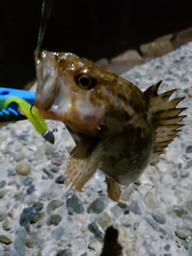 タケノコメバルの釣果