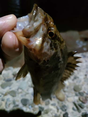 タケノコメバルの釣果