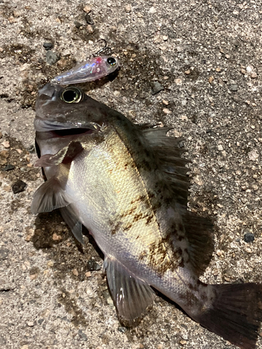 シロメバルの釣果