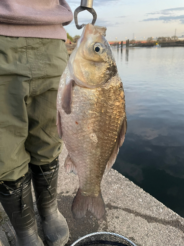 ヘラブナの釣果