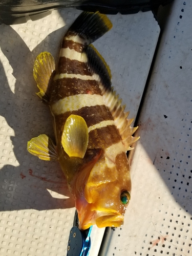 アオハタの釣果