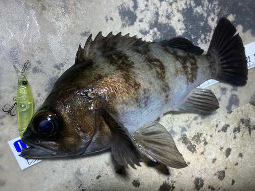 メバルの釣果