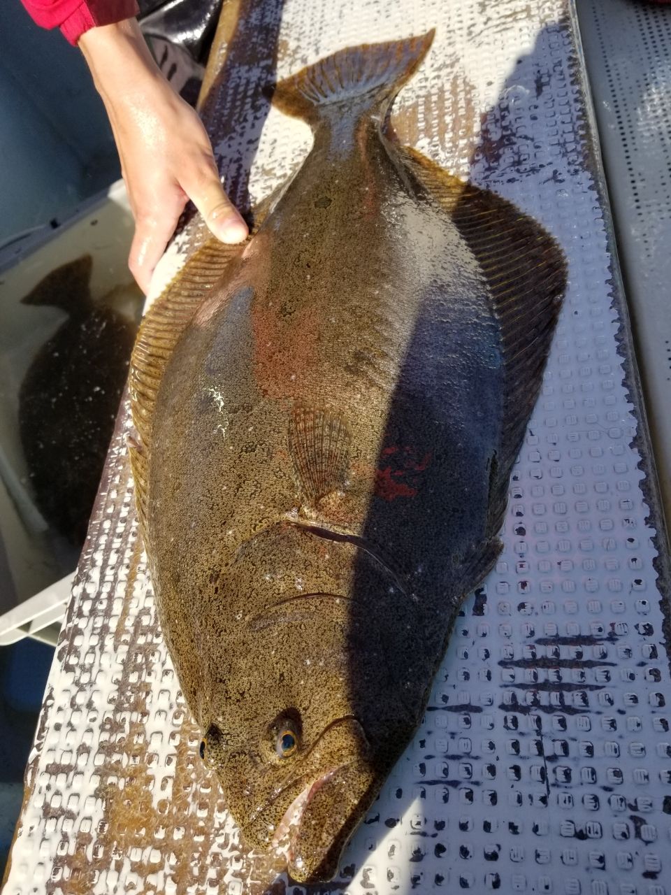 ひろきの父ちゃんの釣に行く。さんの釣果 1枚目の画像