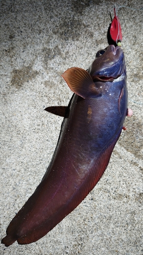 ドンコの釣果