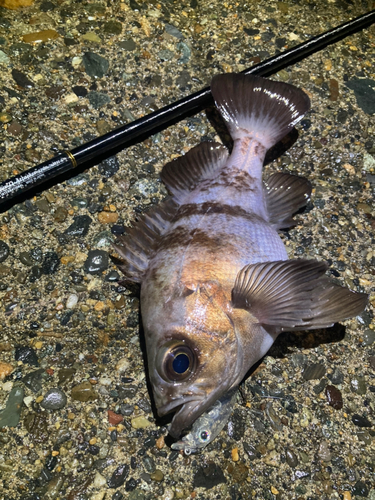 シロメバルの釣果