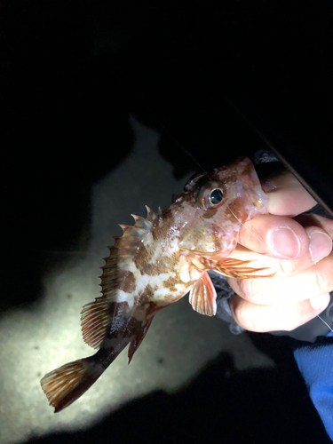 カサゴの釣果