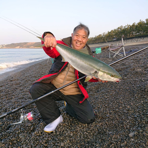 メジロの釣果