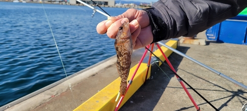 ハゼの釣果