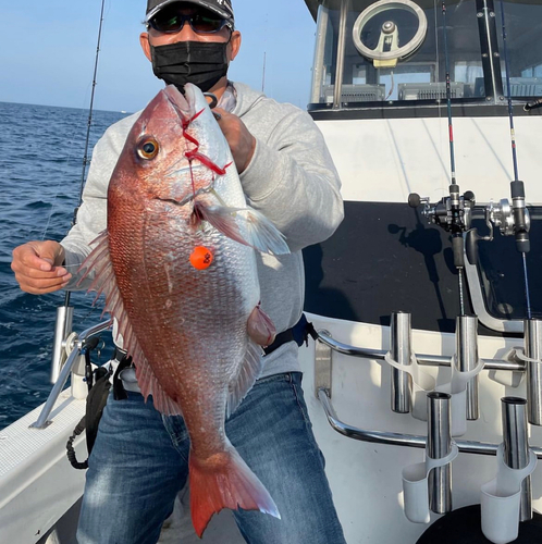 マダイの釣果