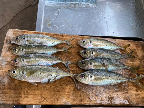 アジの釣果