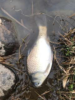 ヘラブナの釣果