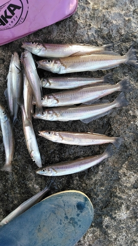 シロギスの釣果