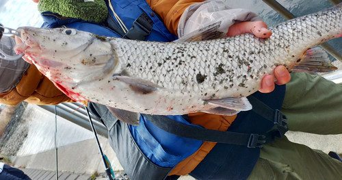 ニゴイの釣果