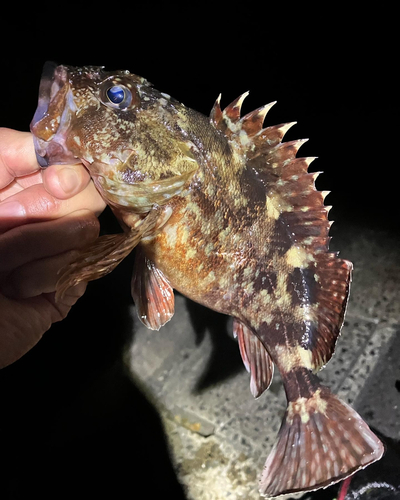 カサゴの釣果