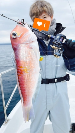 アマダイの釣果