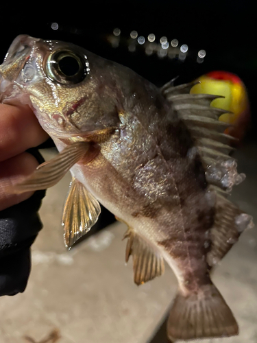 シロメバルの釣果