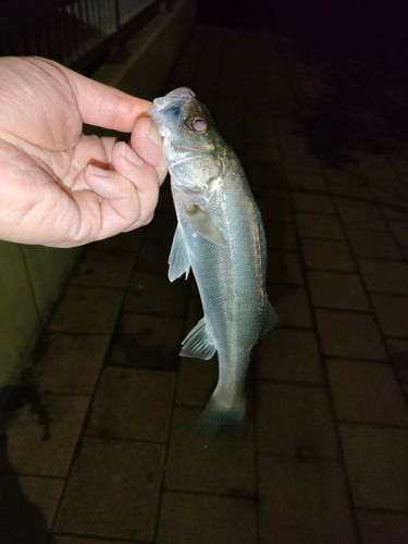 セイゴ（マルスズキ）の釣果