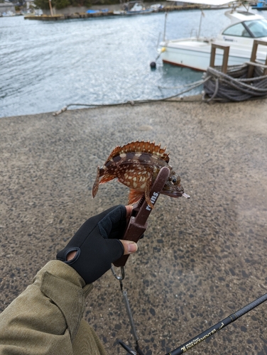 アラカブの釣果