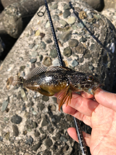 アナハゼの釣果