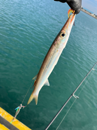 カマスの釣果