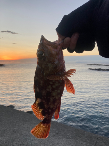 カサゴの釣果